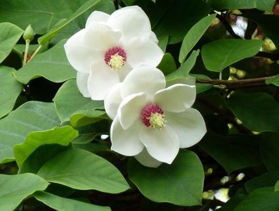 magnolia-sieboldii; Mizil

