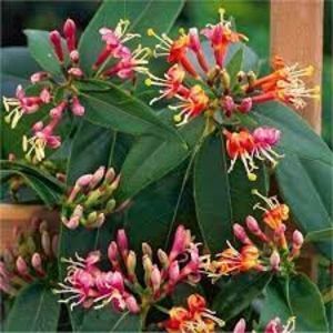 lonicera henryi; Mizil
