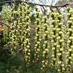 stachyrus chinensis Celina; Mizil
