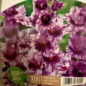 8.03.2021 Gladiole 'Passos'