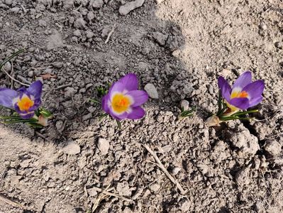 Crocus sieberi tricolor