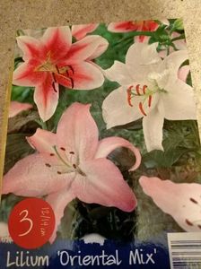 Crin 'Oriental Mix'