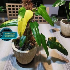 Philodendron domesticum