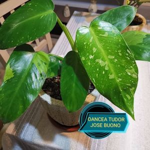 Philodendron Jose Buono