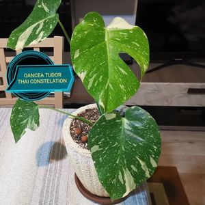 Monstera Thai Constelation