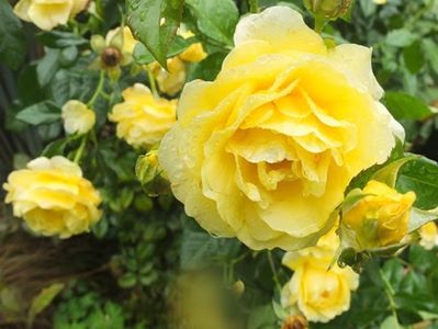 Tr.Golden Smiles Floribunda
