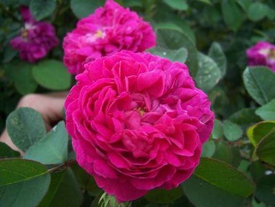 Trandafir de dulceata Rose de Rescht- 25 lei..