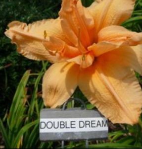 Double Dream; Dedeman, Diploid, rebloom, semi-evergreen, 22 inch, 4,5 inch, durnal
