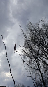 Corylus avellana(flori); alun de pădure - 4 ani
