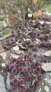 sempervivum mix