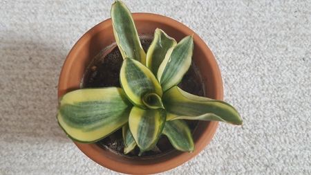 Sansevieria Golden Hahnii