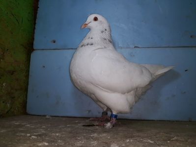 Vandut