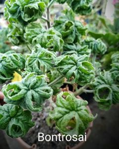 Pelargonium graveolens