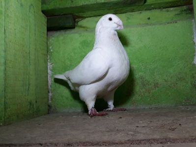 Vandut