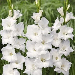 Gladiole White Prosperity