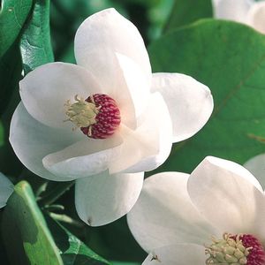 Magnolia (Magnolia sieboldii)