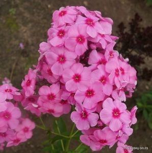 Phlox Flamingo