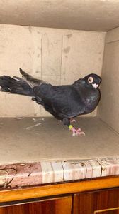 F216327B-D8CE-4F88-A738-6B866E3FD0D0