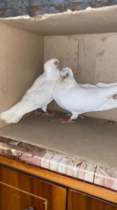 0B7A1C33-F782-406F-AD63-F49AA41819F1