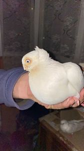 EEBB055A-AD5C-468D-9AE1-7BB199D446F4