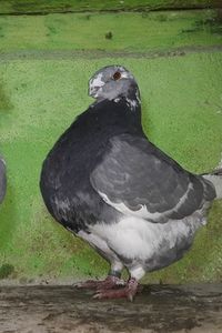 Vandut