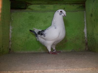 Vanduta
