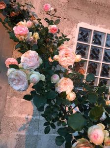 received_195951135337438