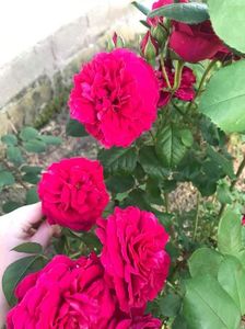 received_233597731842273