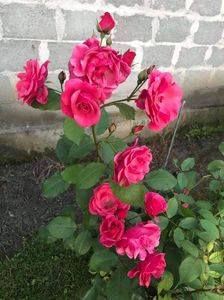 received_453489219189949