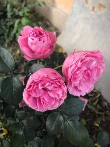 received_1155129651589534
