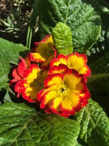 Primula