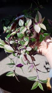 Tradescantia Quadricolor