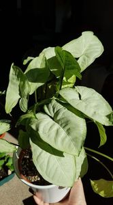 Syngonium White Butterfly