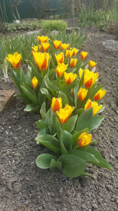 tulipa "stresa"