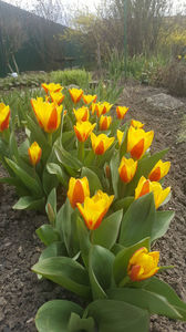 tulipa "stresa"