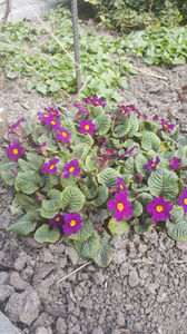 primula hybr.