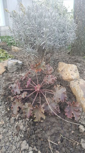 heuchera coral hybr.