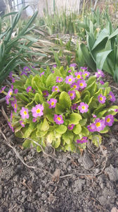 primula hybr.