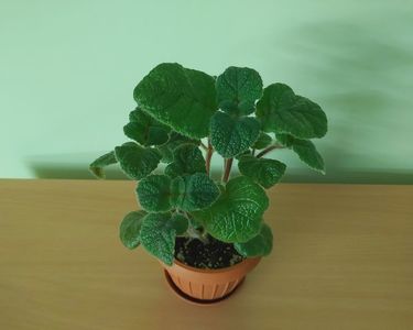 Sinningia EW s Spring Melody