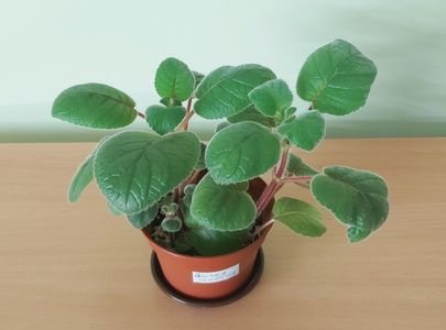Sinningia Conspicua