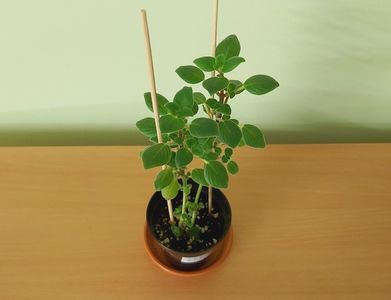 Streptocarpella mov