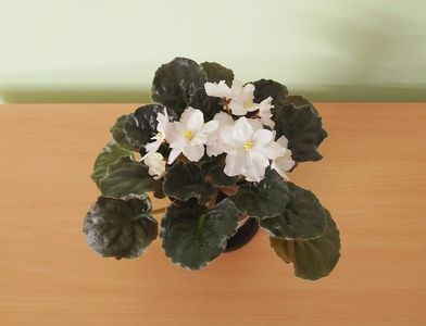 Nimfeja