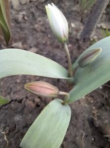 Lalele Polychroma (Tulip)