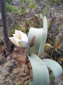 Lalele Polychroma (Tulip)