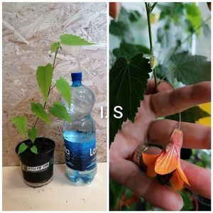 Abutilon Wishley red-20 lei-Epuizat