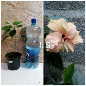 Hibiscus Clasic apricot-25 lei