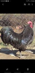 ; COCOS AUSTRALORP NEGRU
