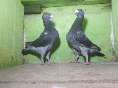 Vanduti