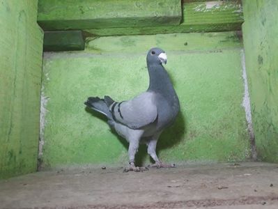 Vanduta