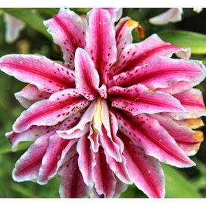 Crini "Magic star"